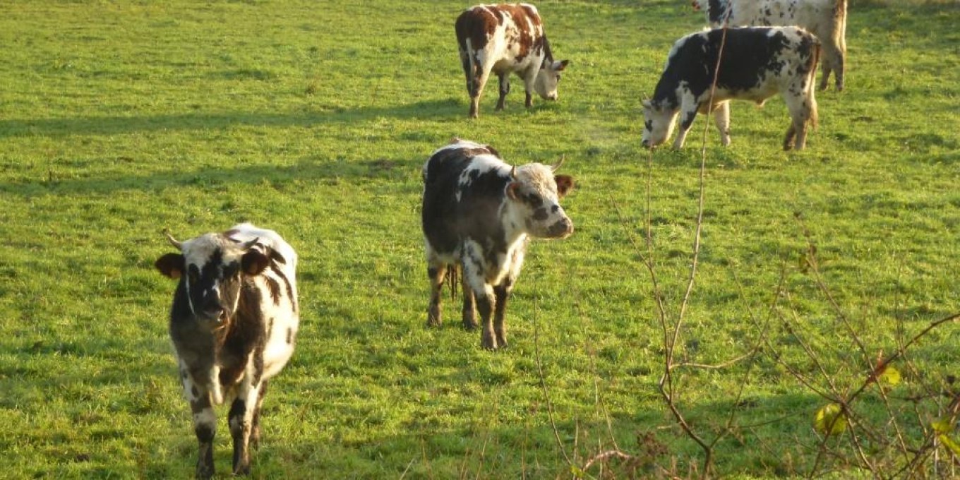 vaches normandes
